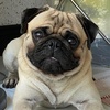 🐾🐾🐾🐾🐾BONNIE🐾🐾🐾🐾🐾 - @bonnienessa - TikTok