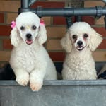 bonnie y otto - @itspoodlebonnieandotto - Instagram