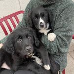 Otto and Bonnie - @otto_bonnie__coltriever - Instagram