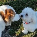 Otto&Bonnie - @otto_bonnie__ - Instagram
