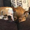 Bonnie and Piggie - @bonnie.piggie - TikTok
