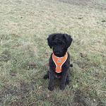 Bonnie Pringle🐾 - @bonniepringlex - Instagram