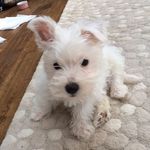 Bonnie Reece - @bonniewestie - Instagram