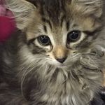 Bonnie Ritchie - @mondaymunchkins - Instagram