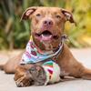 Sebastian - @seuamigopitbull - TikTok