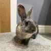 Bonnie - @bon.the.bun - TikTok