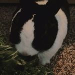 Bonnie the cute bunny 🤍🐇 - @bonniethebunnyslaughter - Instagram