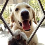 Bonnie De Souza Cáo - @bonnielabradorchampagne - Instagram