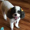bonniespeer - @bonzimom - TikTok