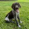 Bonnie the GSP - @bonniesbigday - TikTok