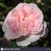 Bonnie Krostek Spicer - Facebook