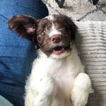 ✨ B O N N I E ✨ - @bonnie_springer_lagotto - Instagram