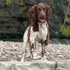 _Bonniethespringerspaniel_ - @_bonniethespringer_ - TikTok