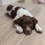 Bonnie 🤎🤍 - @a.bonnie.springer - Instagram
