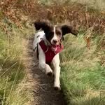 Bonnie - @a_bonnie_springer - Instagram