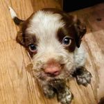 Bonnie💞❤ - @bonnie_de_springer - Instagram