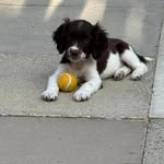 Bonnie Hallam - @bonnie.the.springer - Instagram