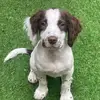 Bonnie springer - @bonnie.springer - TikTok