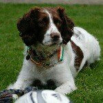 Bonnie - @bonnie_little_springer - Instagram