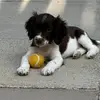 Bonnie springer - @bonnie.springer0 - TikTok
