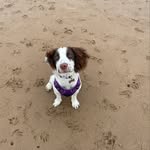 @bonnie_springer_dog - Instagram