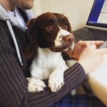 Bonnie - @bonnie_the_springer - Instagram