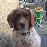 Bonnie_springer_spaniel - @bonnie_springer_spaniel - Instagram
