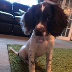 Bonnie_Springer_Spaniel - @bonnie_springer_spaniel_ - Instagram