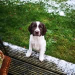 Bonnie Taylor the Springer - @aspringernamedbonnie2023 - Instagram