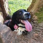 Bonnie the springer - @bonnie_welshspringerx - Instagram