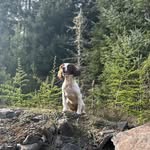 Bonnie The Springer - @spring_with_bonbon - Instagram