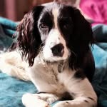 Bonnie the Springer - @shesabonniepup - Instagram