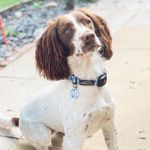 💛Bonnie The Springer🐾 - @bonniespring.er - Instagram