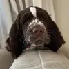 Bonnie the springer - @bonniethespringer - TikTok