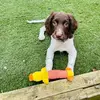 Bonnie the springer - @bonnie_thespringer - TikTok