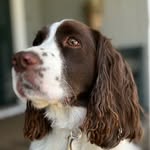 Bonnie the Springer Spaniel - @bonniesitsonstuff - Instagram