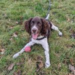 Bonnie the Springer Spaniel - @thespringer_bonnie - Instagram
