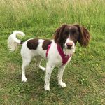 Bonnie The Springer Spaniel - @bonnie_vision - Instagram