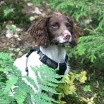 Bonnie the Springer Spaniel 🐶 - @bonniesprings - Instagram