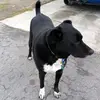 BonniesLifeasaSpringer - @bonnieslifeasaspringer - TikTok