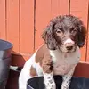 Bonnie.The.Springer - @bonnie.the.springer - TikTok
