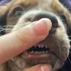bonniethespringerpup - @bonniethespringerpup - TikTok