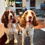 Theo’s girls - Moka & Bonnie 🩵 - @moka_bonnie_springers - Instagram
