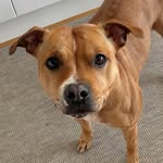 Bonnie 2021~02~27 - @staffordshirebonnie - Instagram