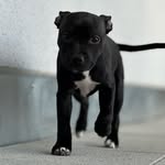 Bonnie - @bonnie.staffordshire - Instagram