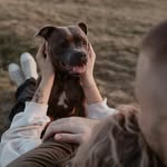 @bonnie_staffordshirebull - Instagram