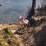 Bonnie Van Besauw - @bonnie_the_stafford_ - Instagram