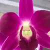 Bonnie.Stafford - @bonniestafforddxswrrz - TikTok