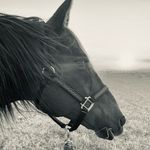 Bonnie Staley-Cook - @redtail406 - Instagram