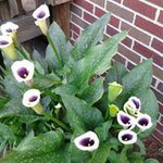 Bonnie Williams Stamm - @bonniestamm - Instagram